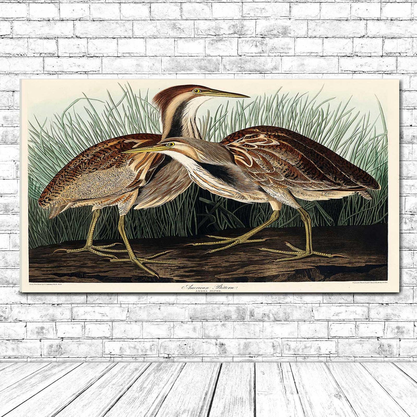 American Bittern by John J. Audubon