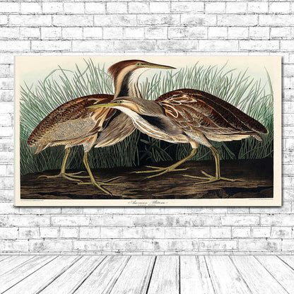 American Bittern by John J. Audubon