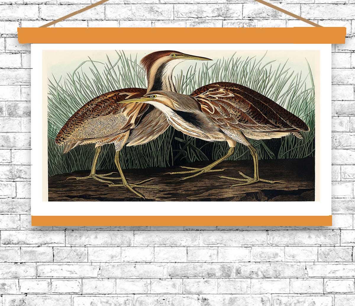 American Bittern by John J. Audubon