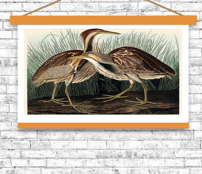 American Bittern by John J. Audubon