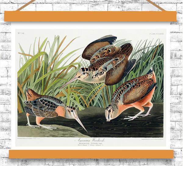 American Woodcock by John J. Audubon