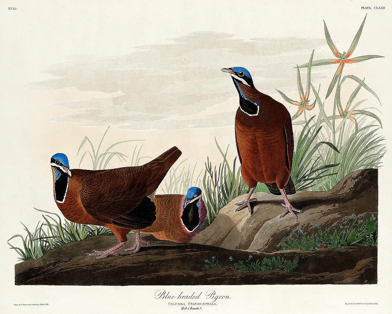Blue-headed Pigeon by John J. Audubon