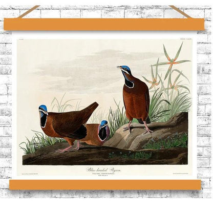 Blue-headed Pigeon by John J. Audubon