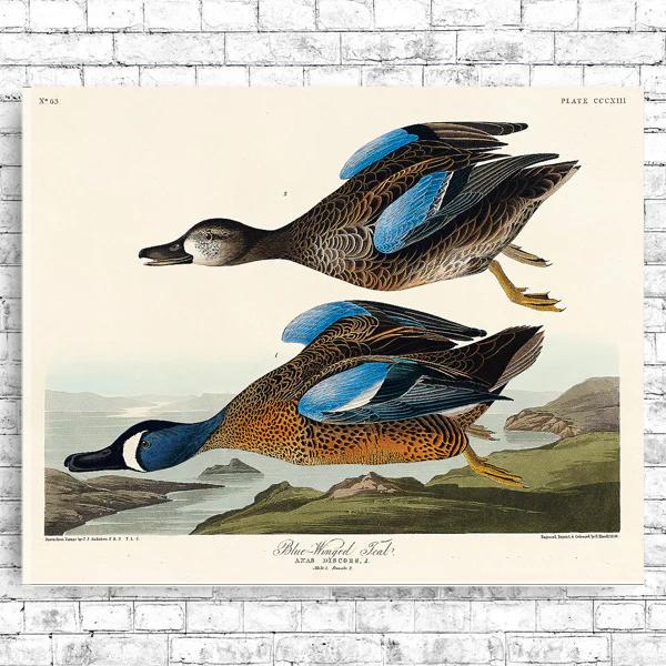 Blue-Winged Teal by John J. Audubon
