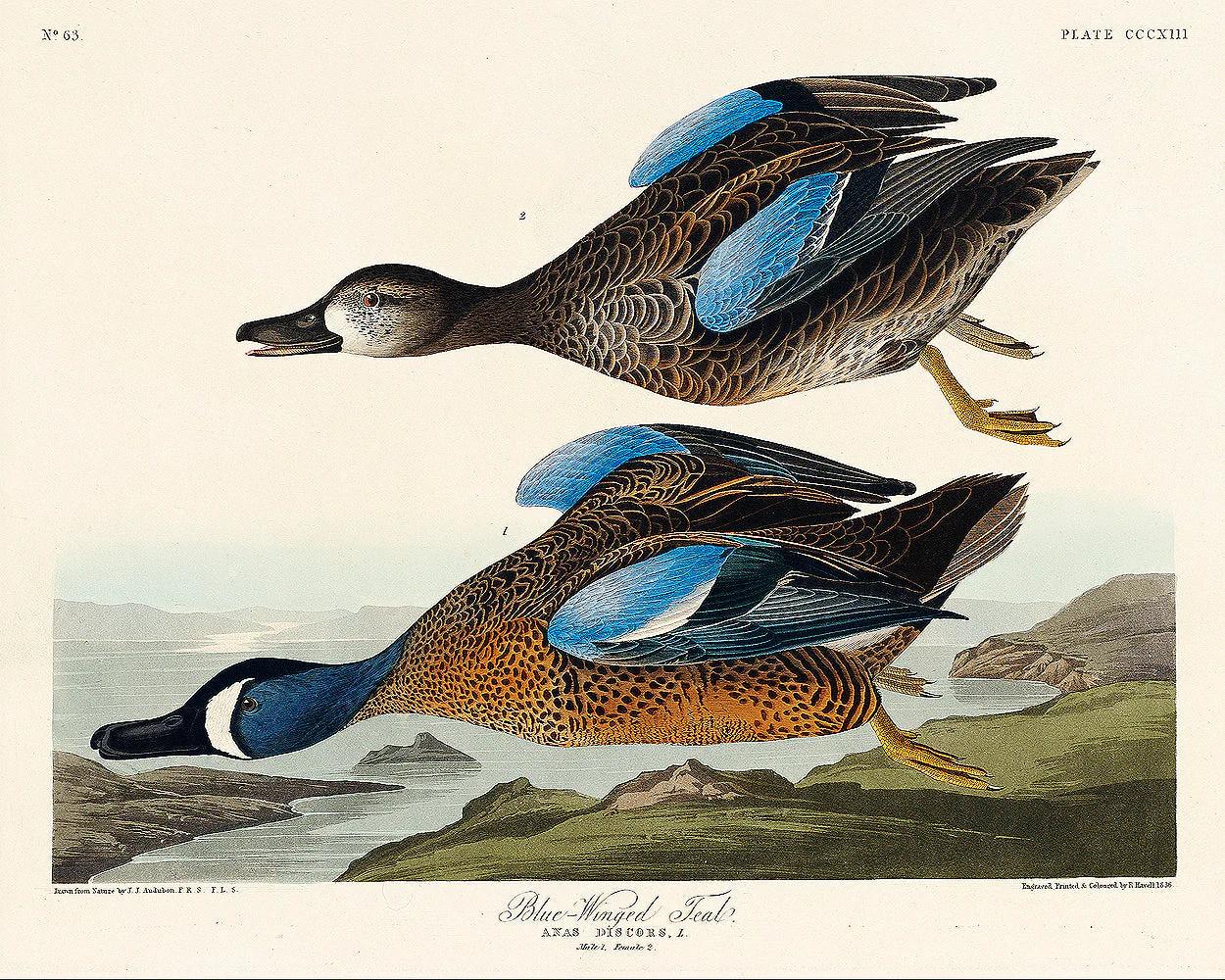 Blue-Winged Teal by John J. Audubon