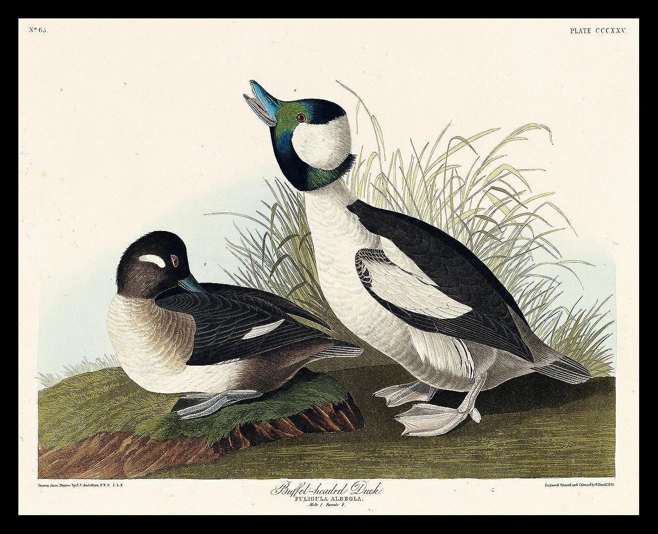Buffel-headed Duck by John J. Audubon
