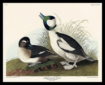 Buffel-headed Duck by John J. Audubon