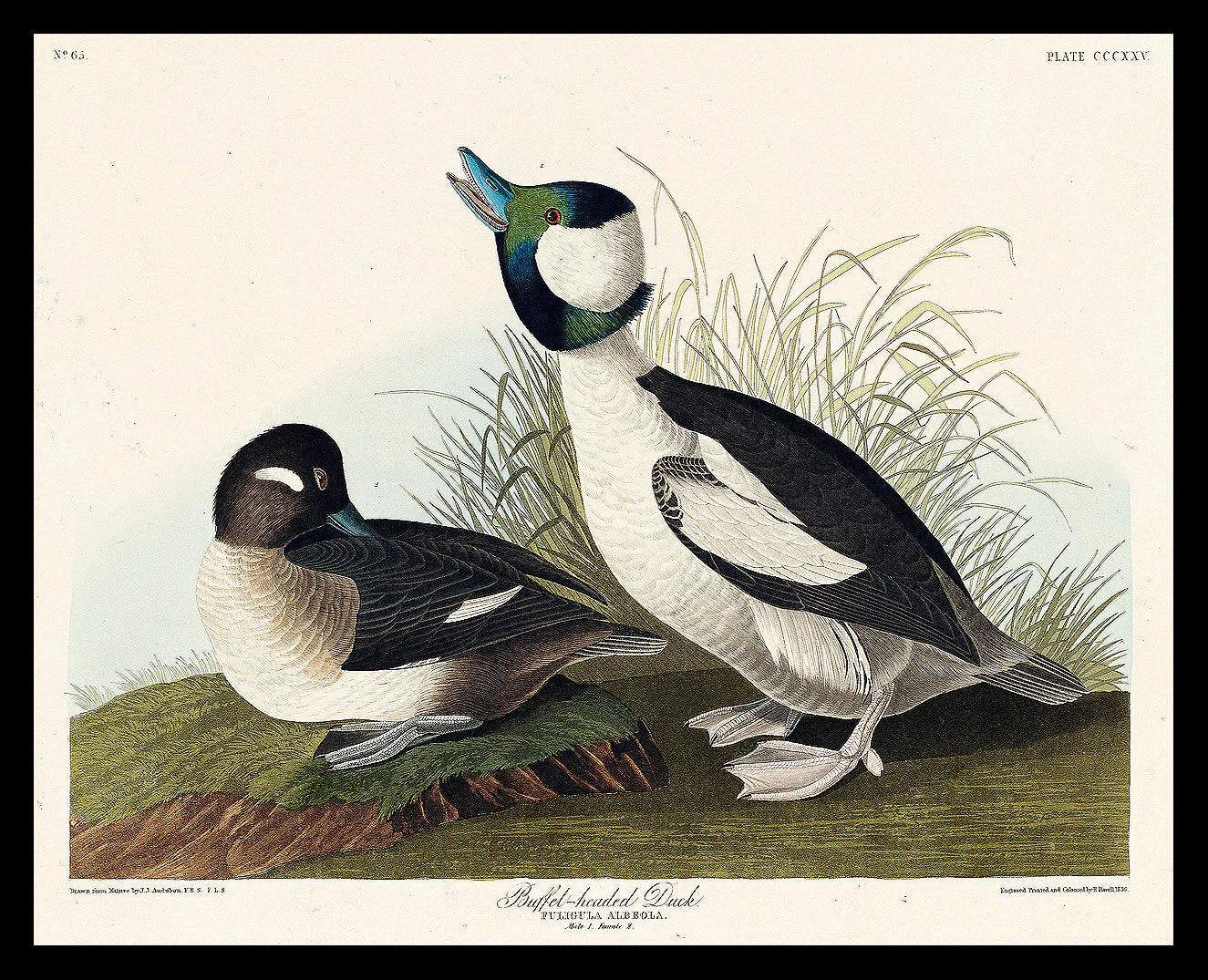 Buffel-headed Duck by John J. Audubon