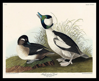 Buffel-headed Duck by John J. Audubon