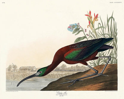 Glossy Ibis by John J. Audubon