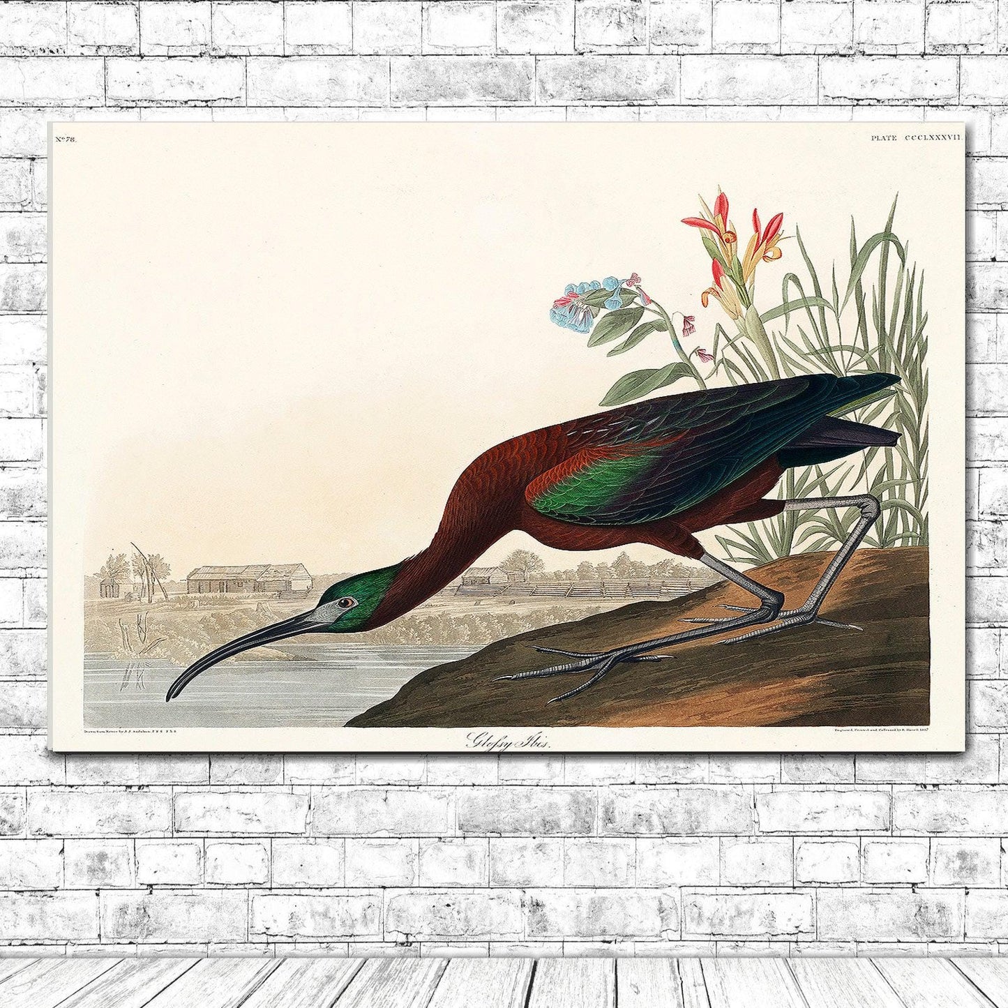 Glossy Ibis by John J. Audubon