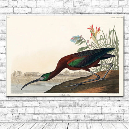 Glossy Ibis by John J. Audubon