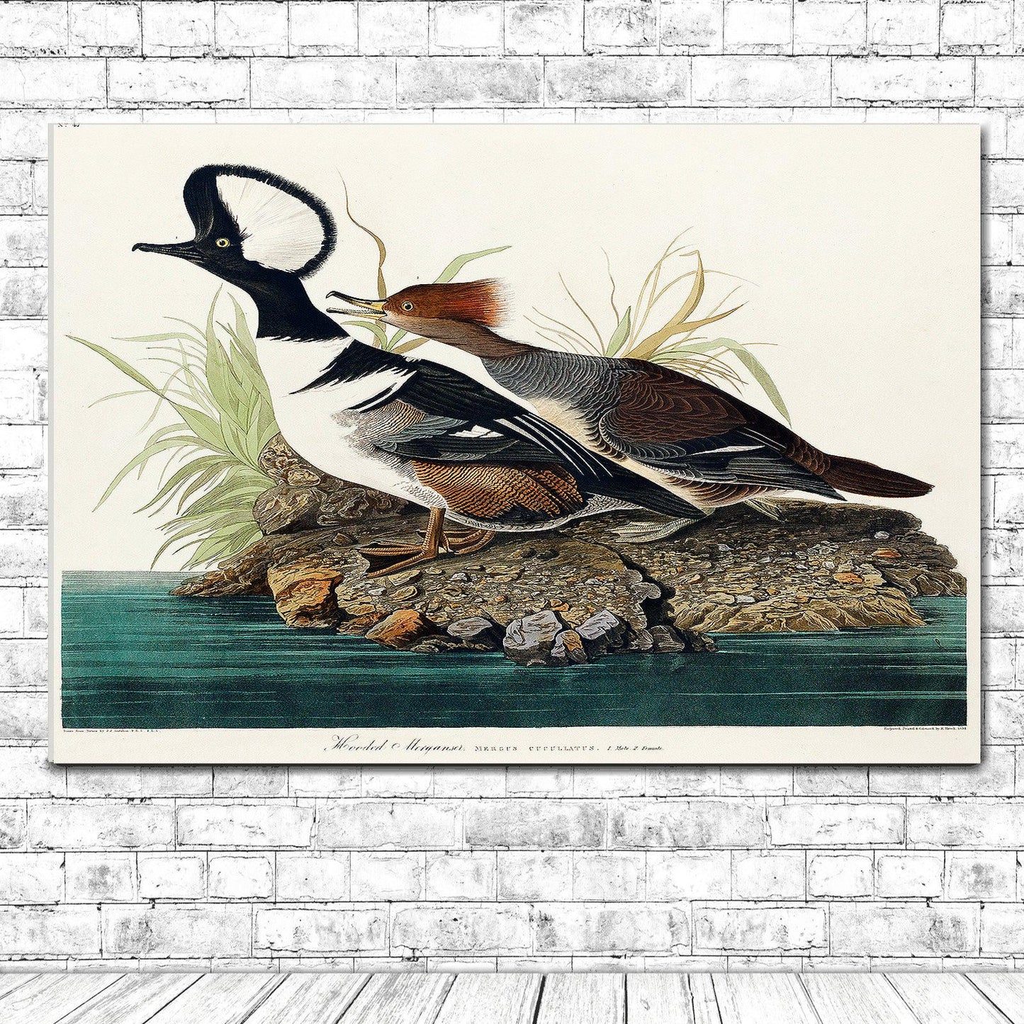 Hooded Merganse by John J. Audubon