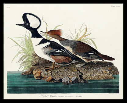 Hooded Merganse by John J. Audubon