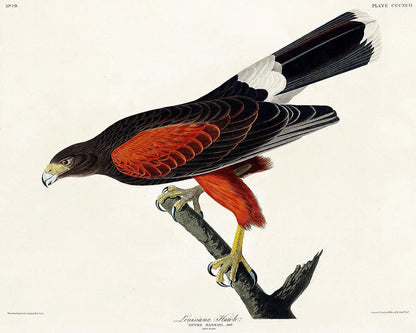 Louisiana Hawk by John J. Audubon