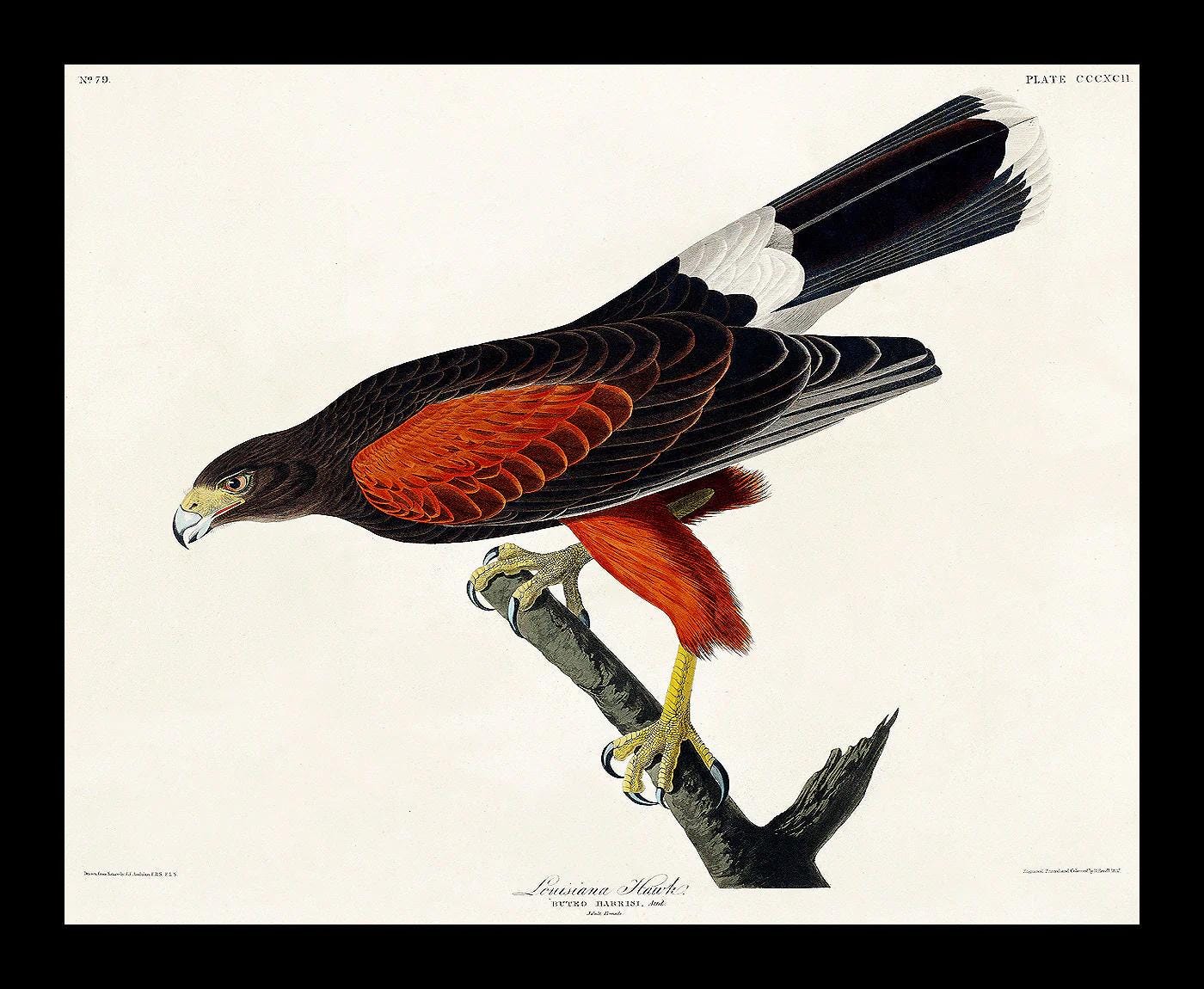 Louisiana Hawk by John J. Audubon