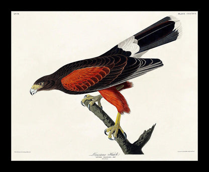 Louisiana Hawk by John J. Audubon