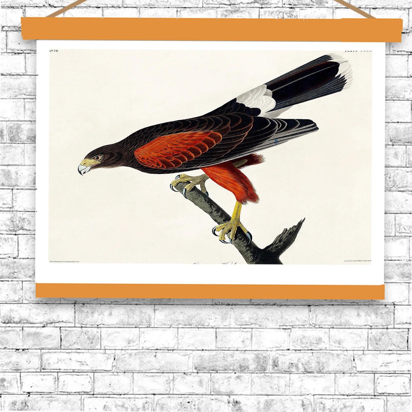 Louisiana Hawk by John J. Audubon