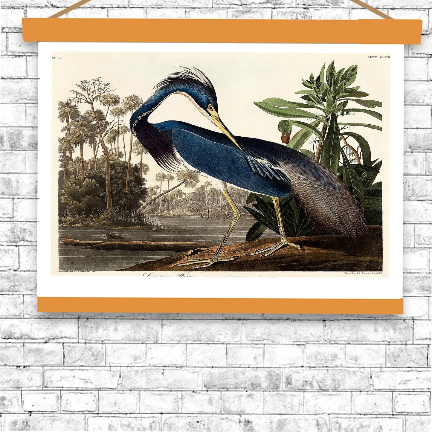 Louisiana Heron by John J. Audubon