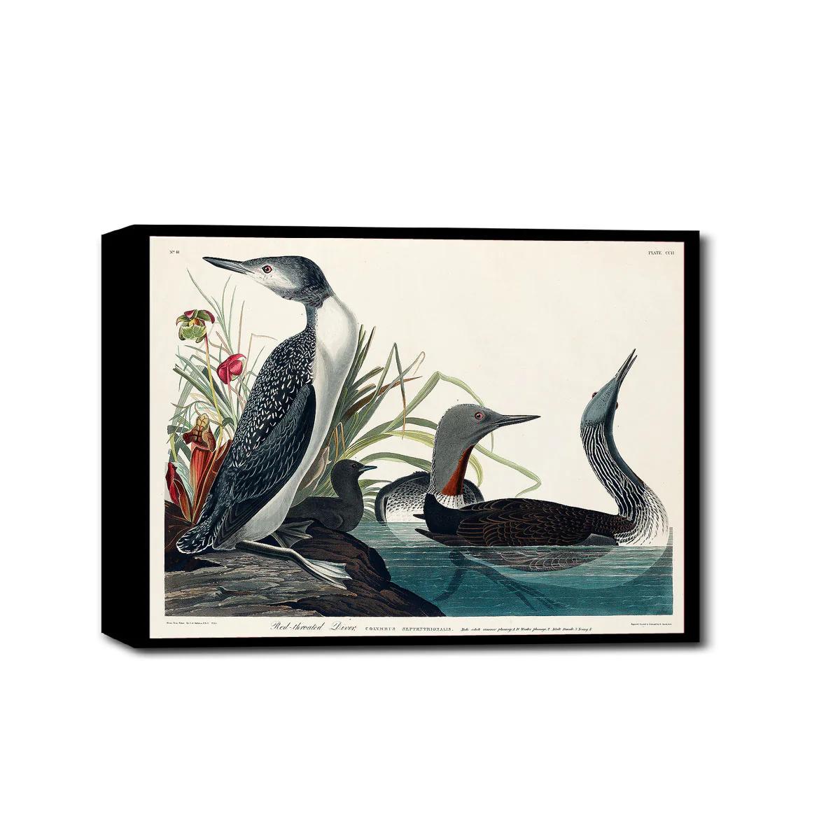 Red-Throated Diver by John J. Audubon