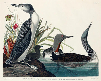 Red-Throated Diver by John J. Audubon