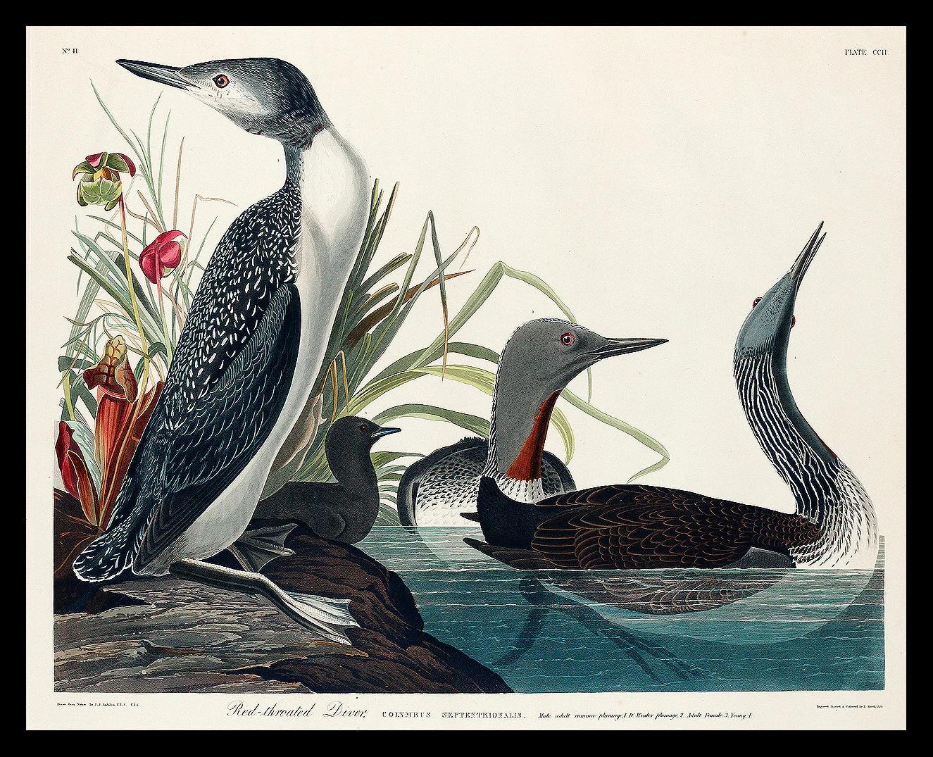 Red-Throated Diver by John J. Audubon