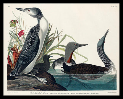 Red-Throated Diver by John J. Audubon