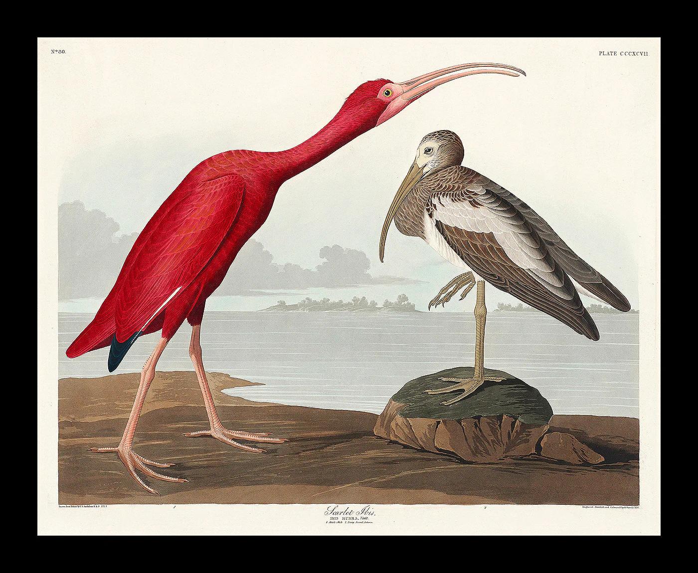 Scarlet Ibis by John J. Audubon