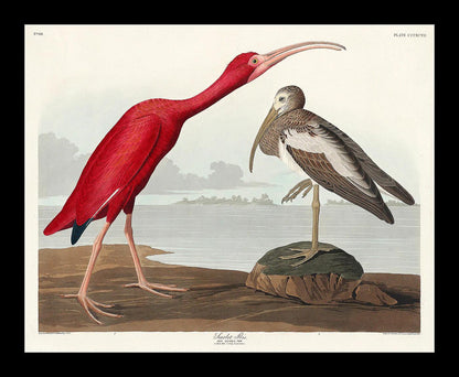 Scarlet Ibis by John J. Audubon