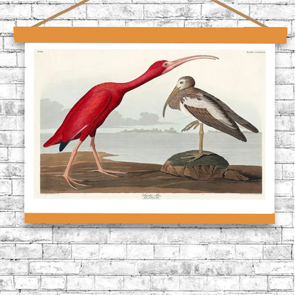 Scarlet Ibis by John J. Audubon