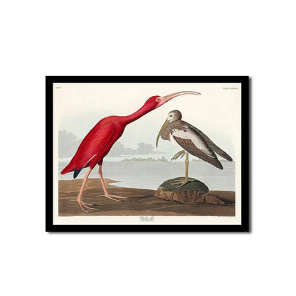 Shoveller Duck by John J. Audubon