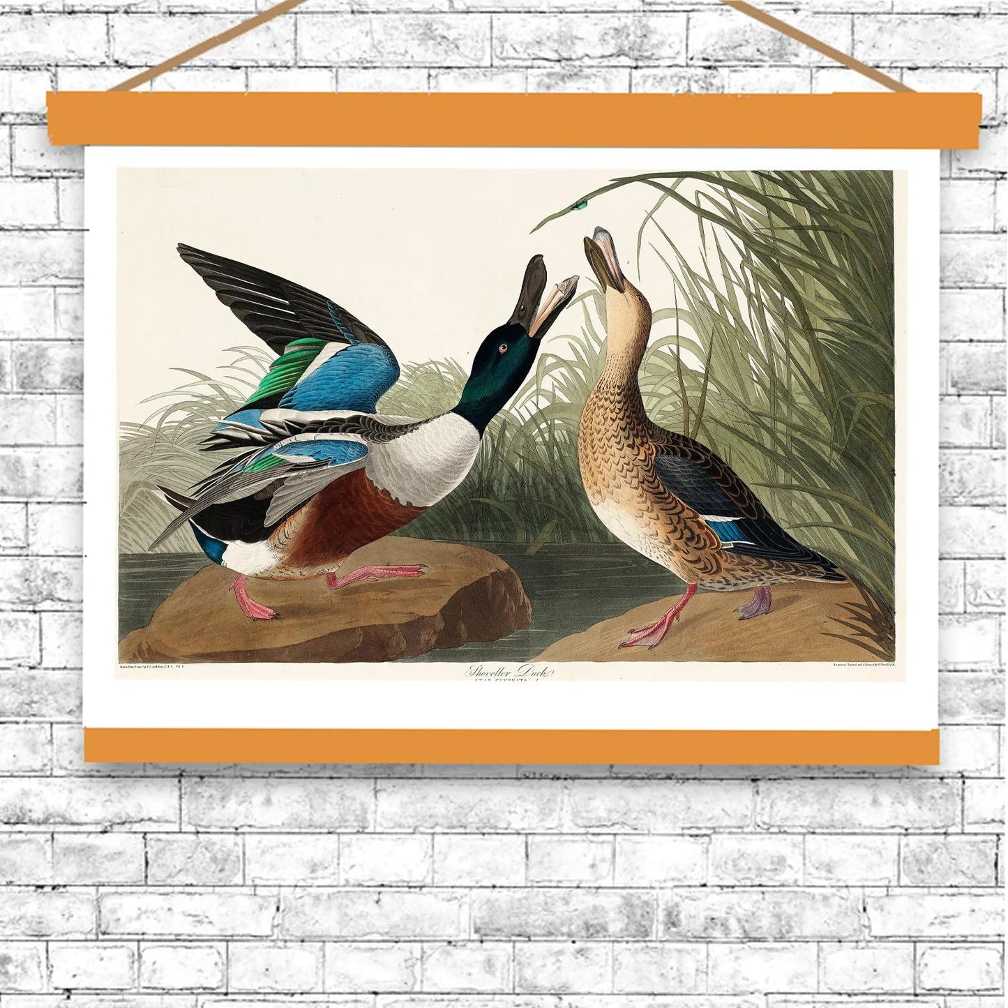 Shoveller Duck by John J. Audubon