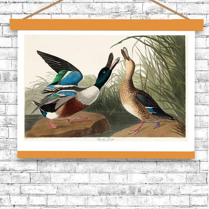 Shoveller Duck by John J. Audubon