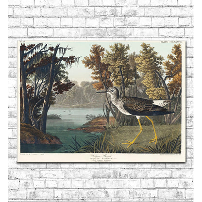 Yellow Shank by John J. Audubon