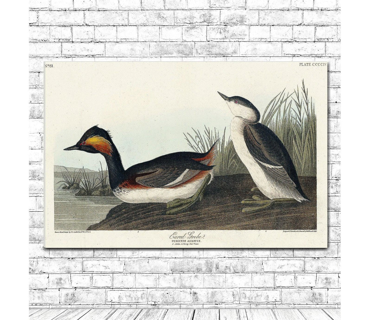 Eared Grebe by John J. Audubon