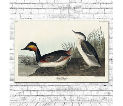 Eared Grebe by John J. Audubon