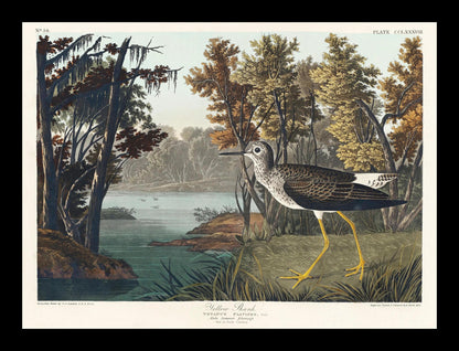 Eared Grebe by John J. Audubon