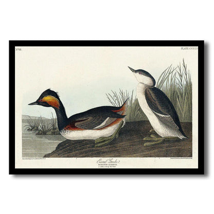 Eared Grebe by John J. Audubon