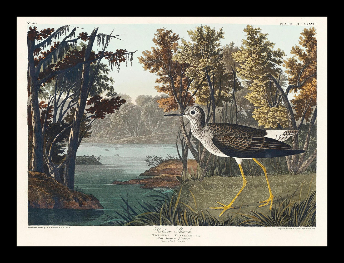 Eared Grebe by John J. Audubon