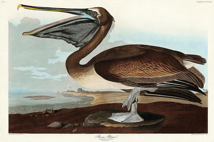 Brown Pelican by John J. Audubon