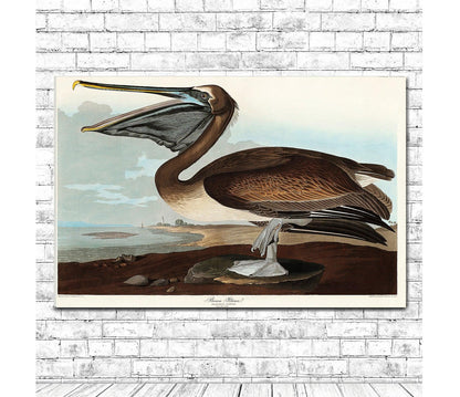 Brown Pelican by John J. Audubon