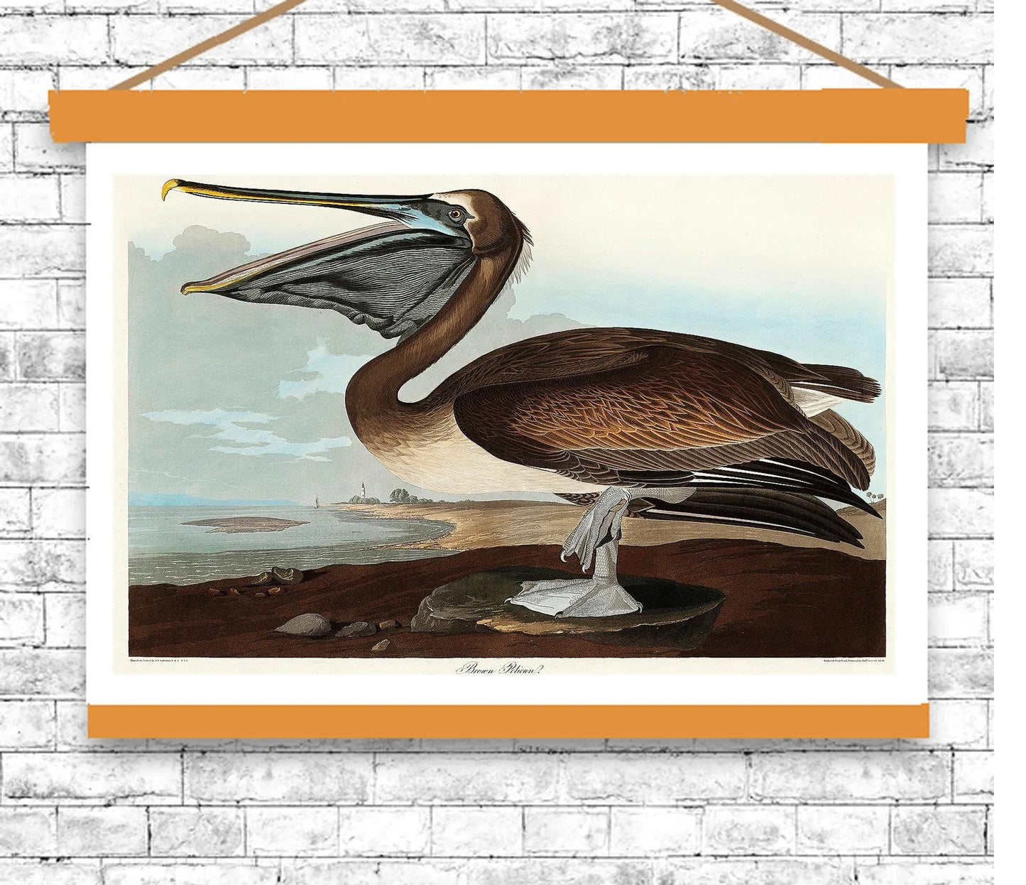 Brown Pelican by John J. Audubon