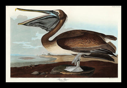 Brown Pelican by John J. Audubon