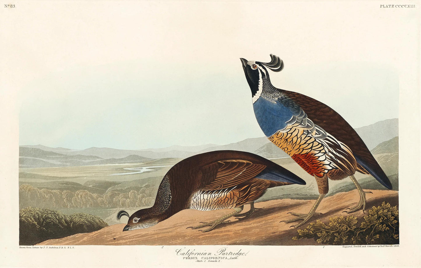 California Partridge by John J. Audubon