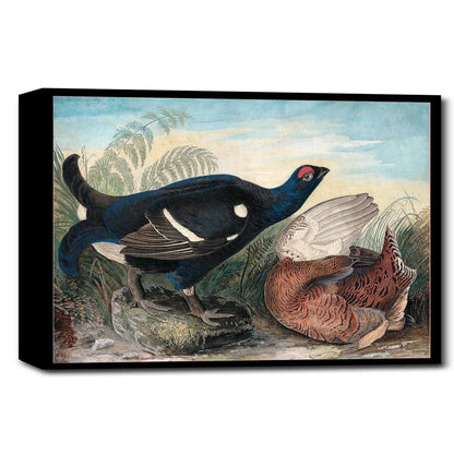 English Black Cocks by John J. Audubon