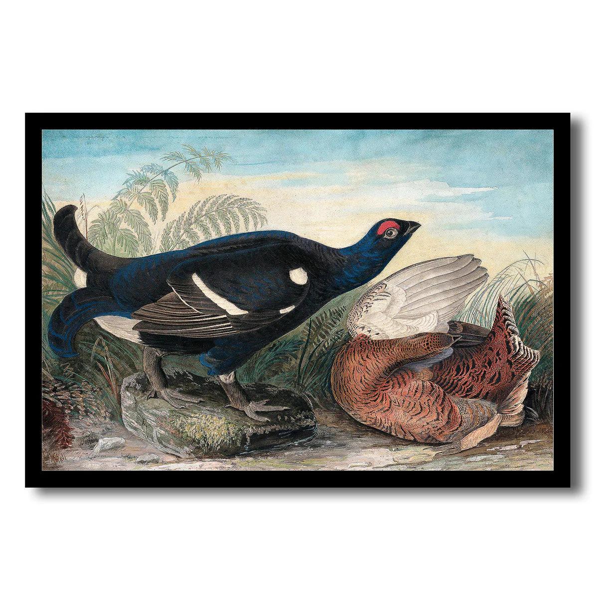 English Black Cocks by John J. Audubon