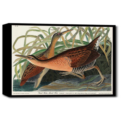 Fresh Water Marsh Hen by John J. Audubon