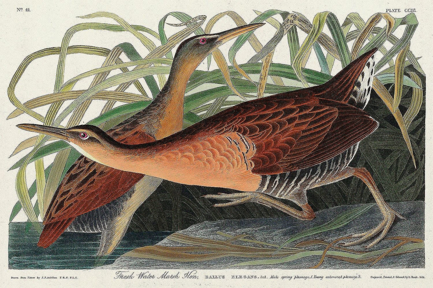 Fresh Water Marsh Hen by John J. Audubon