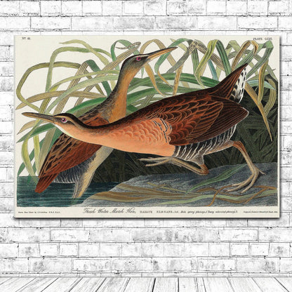 Fresh Water Marsh Hen by John J. Audubon