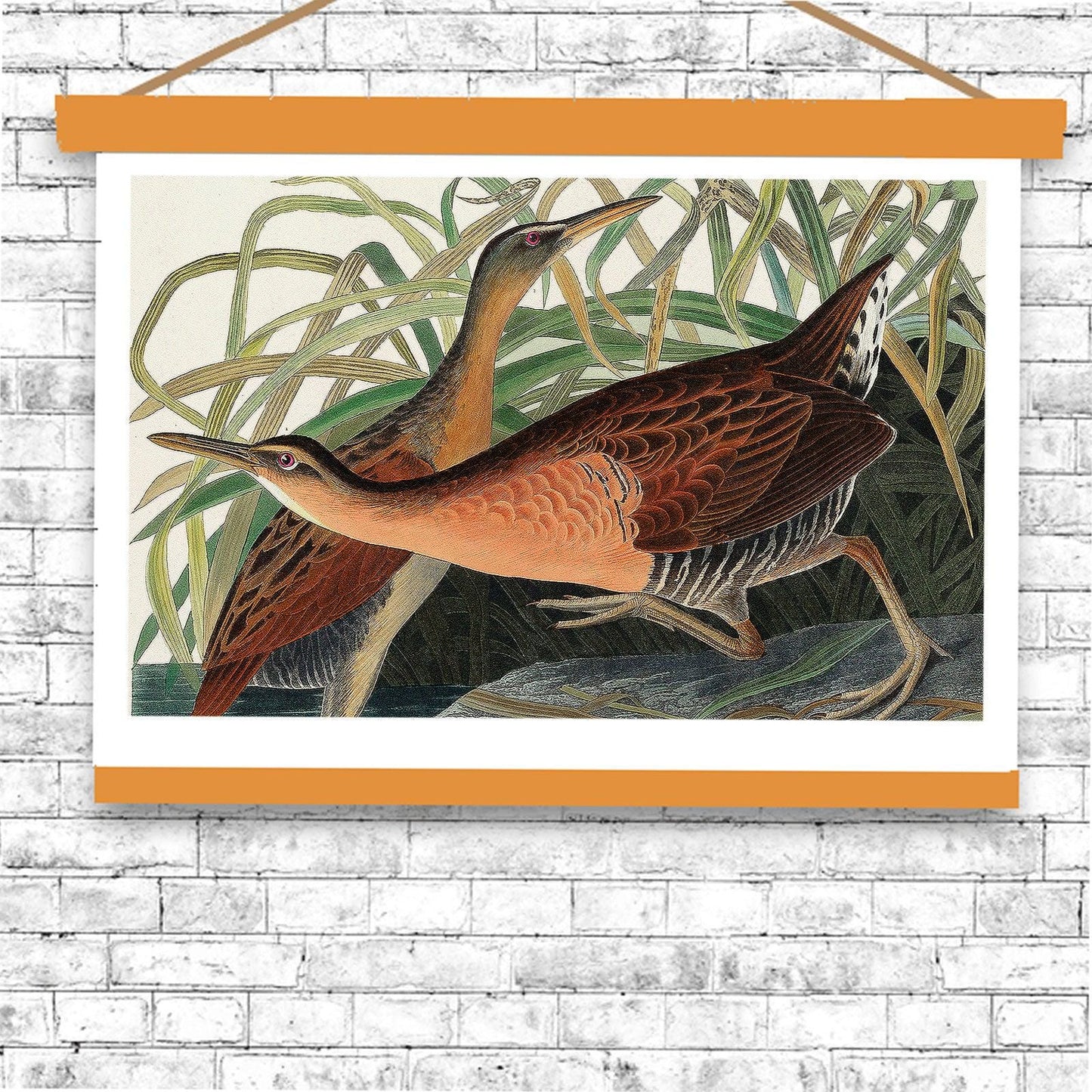 Fresh Water Marsh Hen by John J. Audubon
